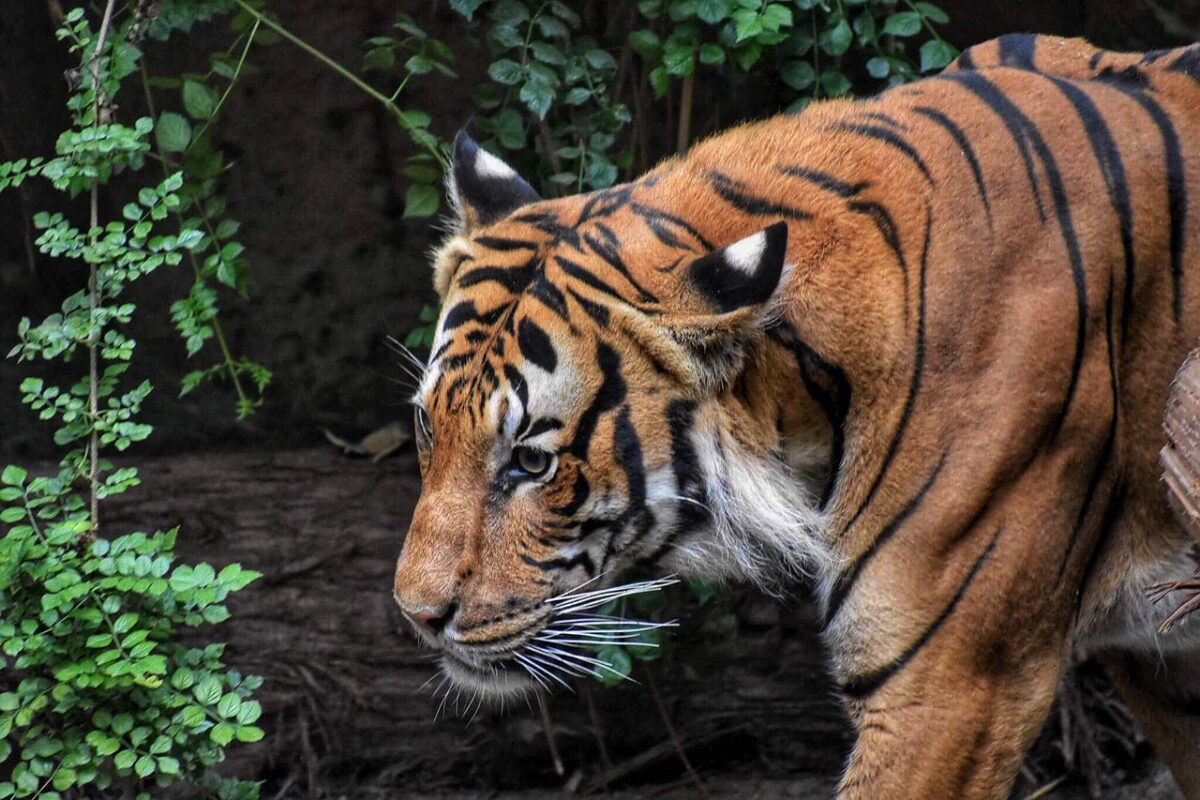 Jagt i Tanzania mod en tiger